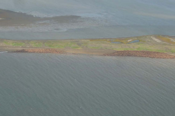  Walruses haul-out of the water en masse . Photo by:  Baine Thorn/NOAA 