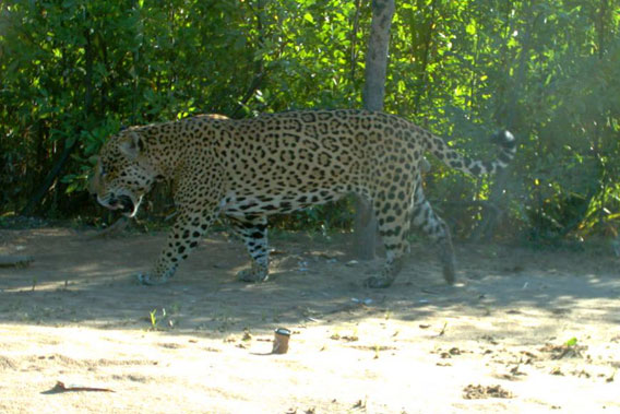 Jaguar in Bolivia’s Madidi National Park. Photo courtesy of WCS.