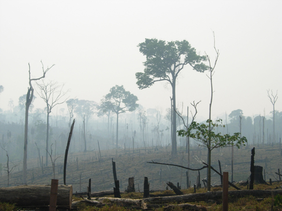 Burnt forest in the Amazon. Photo by: Alexander Lees.