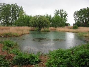 Restored wetlands like this pond converted from agricultural use in Aragon, Spain, may look natural, but a new study shows that it can take hundreds of years for restored wetlands to accumulate the plant assemblages and carbon resources of a natural, undamaged wetland. Photo by: David Moreno-Mateos/UC Berkeley.