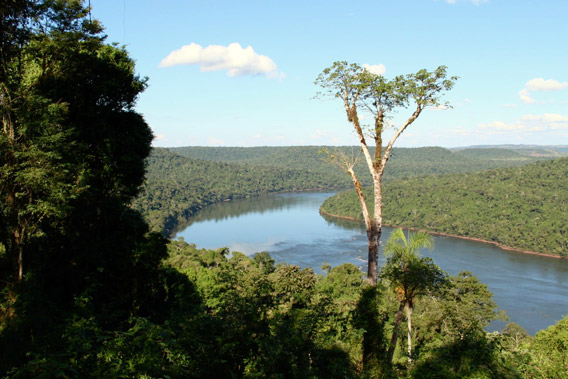 The Atlantic Forest in Misiones. Photo by: WLT.