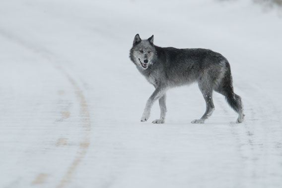 A wolf in Yellowstone National Park.  Photo courtesy of Yellowstone National Park.